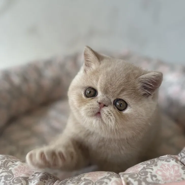 ID：2308-00305の子猫