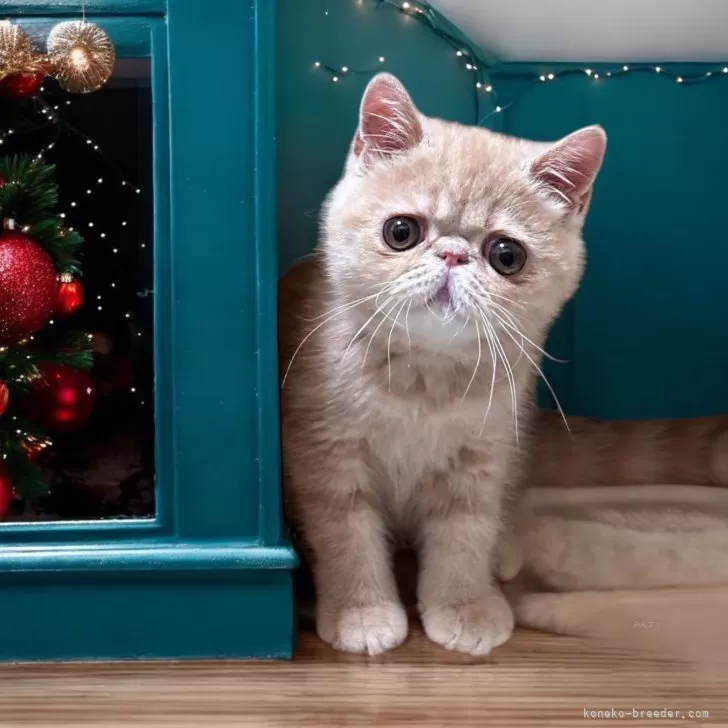 ID：2410-01969の子猫