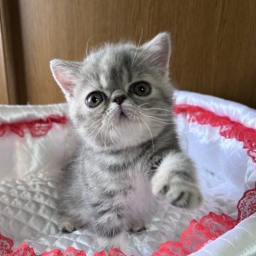 エキゾチックショートヘア【高知県・女の子・2023年6月3日・ブルーパッチドタビー（ショートヘア）】の写真「オメメの大きな女の子」