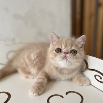 エキゾチックショートヘア【高知県・男の子・2023年6月3日・クリームタビー（ショートヘア）】の写真「父猫CFAグランドチャンピオン♡両親PKDクリア」