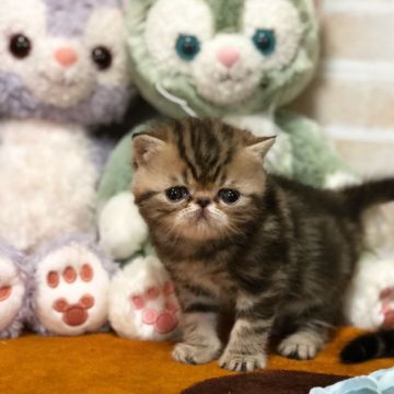 エキゾチックショートヘア【高知県・男の子・2018年3月10日・ブラウンタビー（ショートヘア）】の写真「父猫CFAチャンピオン、両親PKDクリア」
