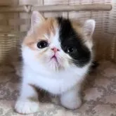 エキゾチックショートヘア【高知県・女の子・2023年2月26日・キャリコ】の写真1