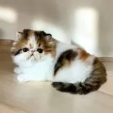 エキゾチックショートヘア【高知県・女の子・2024年4月17日・ブラウンパッチドタビーホワイト】の写真1「兄妹の中でご飯を1番食べて真ん丸に育っています」