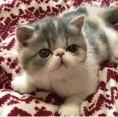 エキゾチックショートヘア【高知県・女の子・2019年2月19日・ブルーパッチドタビーホワイト】の写真1