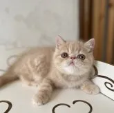 エキゾチックショートヘア【高知県・男の子・2023年6月3日・クリームタビー】の写真1「7/28撮影」