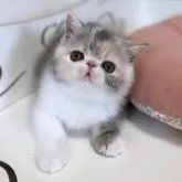 エキゾチックショートヘア【高知県・女の子・2023年7月28日・ブルーパッチドタビーホワイト】の写真1