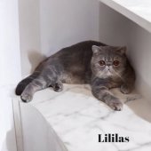 エキゾチックショートヘア【・男の子・2023年3月28日・ブルークラシックタビー】