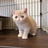 エキゾチックショートヘア【高知県・男の子・2024年8月3日・クリームタビー】の写真2