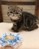 エキゾチックショートヘア【高知県・男の子・2018年4月1日・ブラウンタビー】の写真3