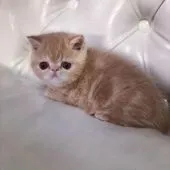 エキゾチックショートヘア【高知県・男の子・2019年12月3日・クリームタビー】の写真3