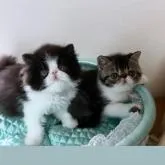 エキゾチックショートヘア【高知県・男の子・2022年5月26日・ブラウンタビーホワイト】の写真4