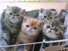 エキゾチックショートヘア【高知県・男の子・2018年3月10日・レッドタビー】の写真4