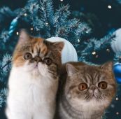 エキゾチックショートヘア【・女の子・2019年12月6日・ブルータビー】「右の子」