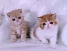 エキゾチックショートヘア【高知県・男の子・2019年12月3日・クリームタビー】の写真5「左の子です」