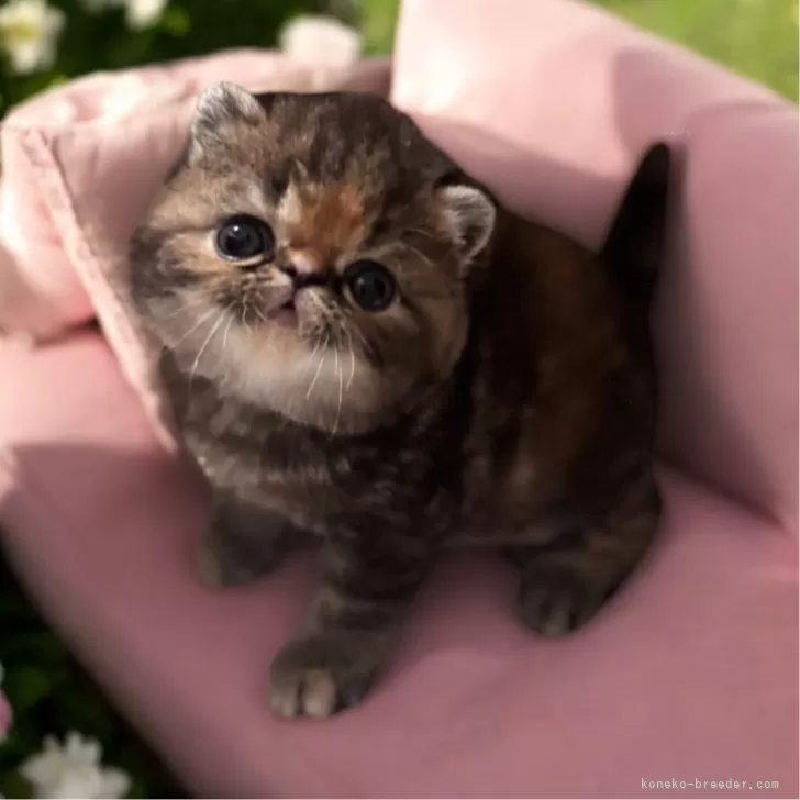 ID:2505-03259の子猫