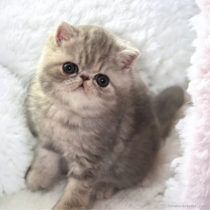 ID:2503-00244の子猫