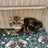 エキゾチックショートヘア【高知県・女の子・2025年6月12日・ブラウンパッチドタビー】の写真1