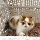 エキゾチックショートヘア