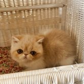 エキゾチックショートヘア