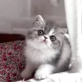 エキゾチックショートヘア
