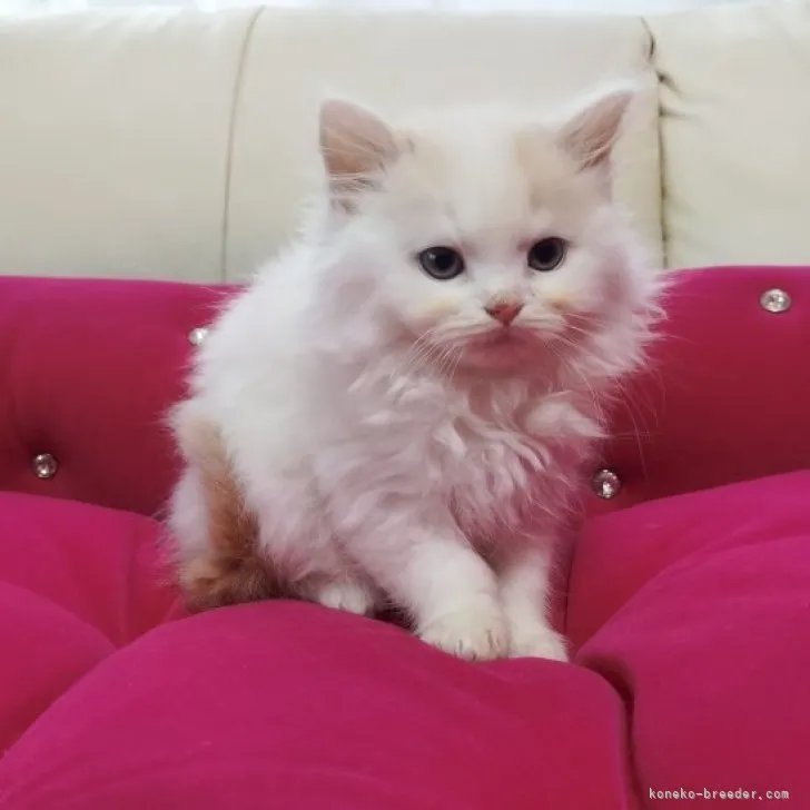 ID:2310-03087の子猫