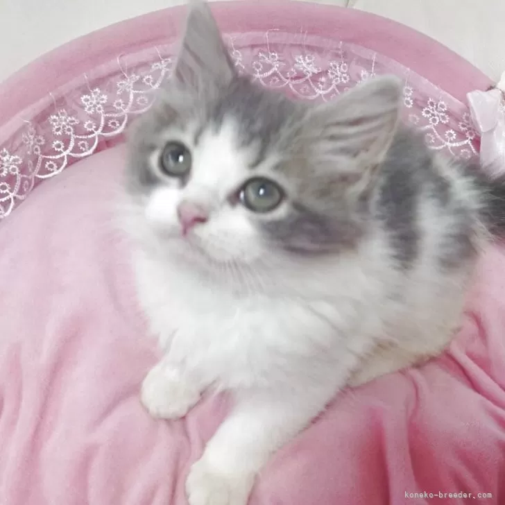 ID:2506-01121の子猫