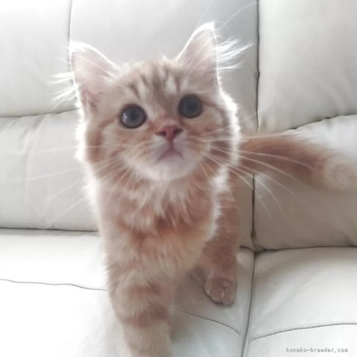 ID:2506-01125の子猫