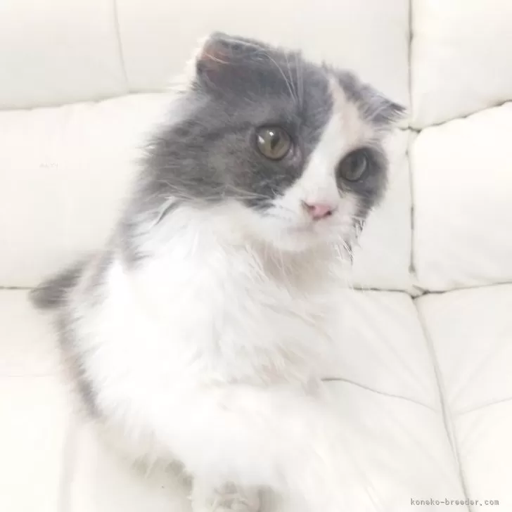 スコティッシュフォールド(折れ耳)【岡山県・女の子・2025年4月26日・ダイリュートキャリコ】の写真1