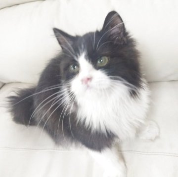 スコティッシュフォールド(立ち耳)【岡山県・男の子・2025年5月2日・ブラック&ホワイト（ロング）】の写真「キレイなハチワレくんです☆」