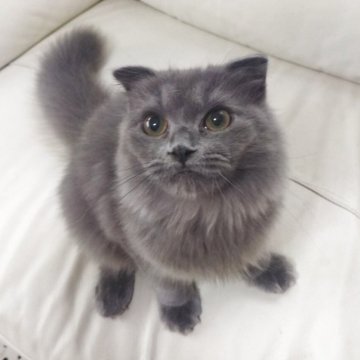 スコティッシュフォールド(折れ耳)【岡山県・男の子・2025年4月26日・ブルー（セミロング）】の写真「超甘えん坊の男の子♪」