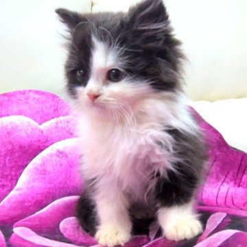 スコティッシュフォールド(立ち耳)【岡山県・男の子・2025年10月17日・ブラック&ホワイト（ロング）】の写真「優しいお顔の男の子です」