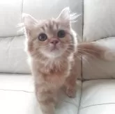 スコティッシュフォールド(立ち耳)【岡山県・男の子・2025年4月29日・カメオタビー】の写真1