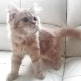 スコティッシュフォールド(立ち耳)【岡山県・男の子・2025年4月29日・カメオタビー】の写真2