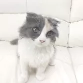 スコティッシュフォールド(折れ耳)【岡山県・女の子・2025年4月26日・ダイリュートキャリコ】の写真3