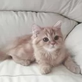 スコティッシュフォールド(立ち耳)【岡山県・男の子・2025年4月29日・カメオタビー】の写真3