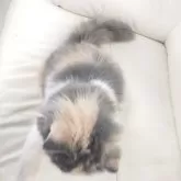 スコティッシュフォールド(折れ耳)【岡山県・女の子・2025年4月26日・ダイリュートキャリコ】の写真4