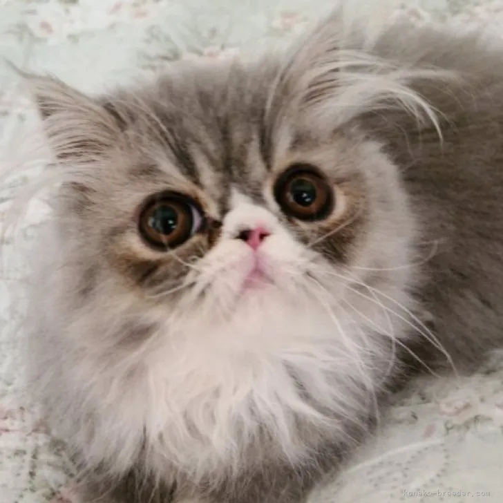 ID:2305-00220の子猫