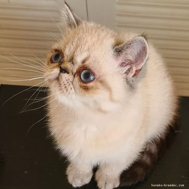 ID:2410-01275の子猫