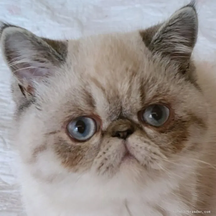 ID:2305-03137の子猫