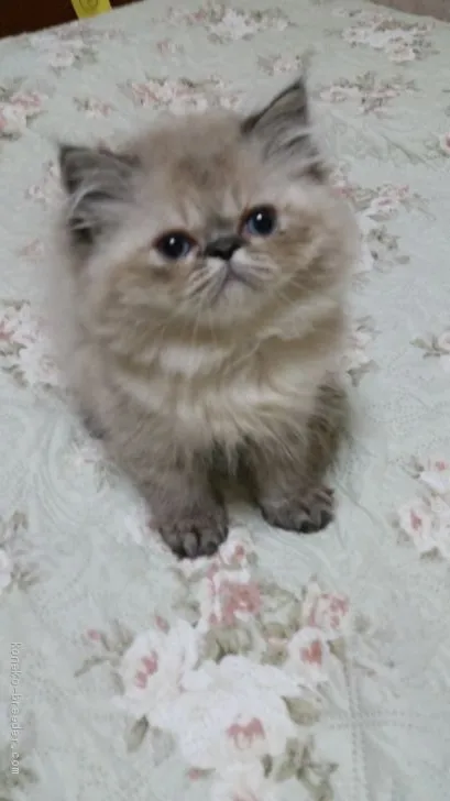 ID:2005-00531の子猫