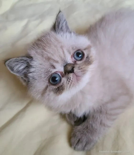 ID:2204-02990の子猫