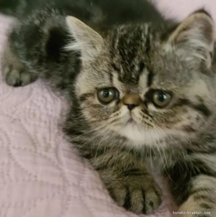 ID:2302-01881の子猫