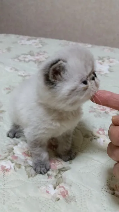 ID:1910-01543の子猫