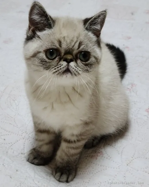 ID:2302-01863の子猫