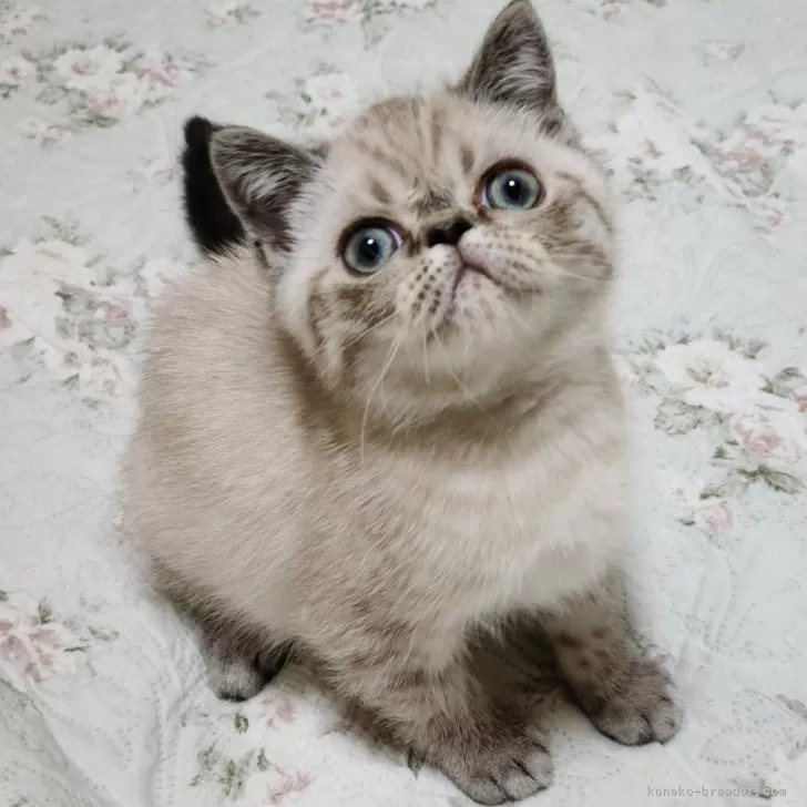 ID：2405-02556の子猫