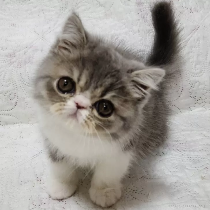 ID:2402-01634の子猫