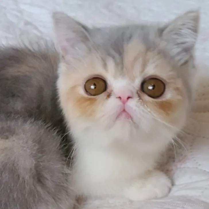 ID:2305-00190の子猫
