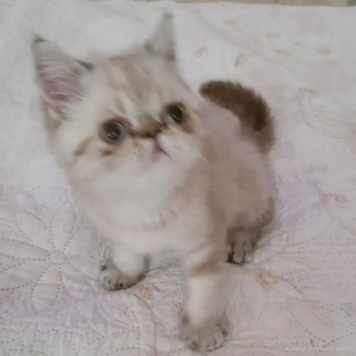 ID:2209-01009の子猫