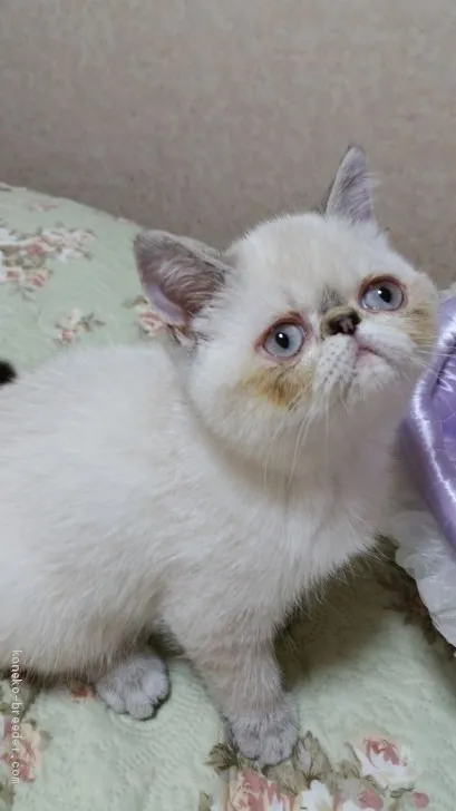 ID:1907-01656の子猫