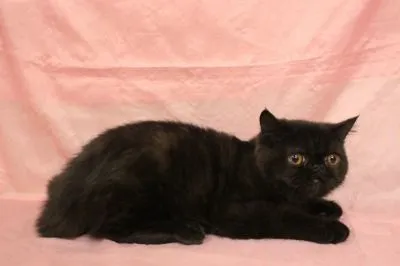ID:1907-00949の子猫